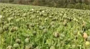 Opium Cultivation News