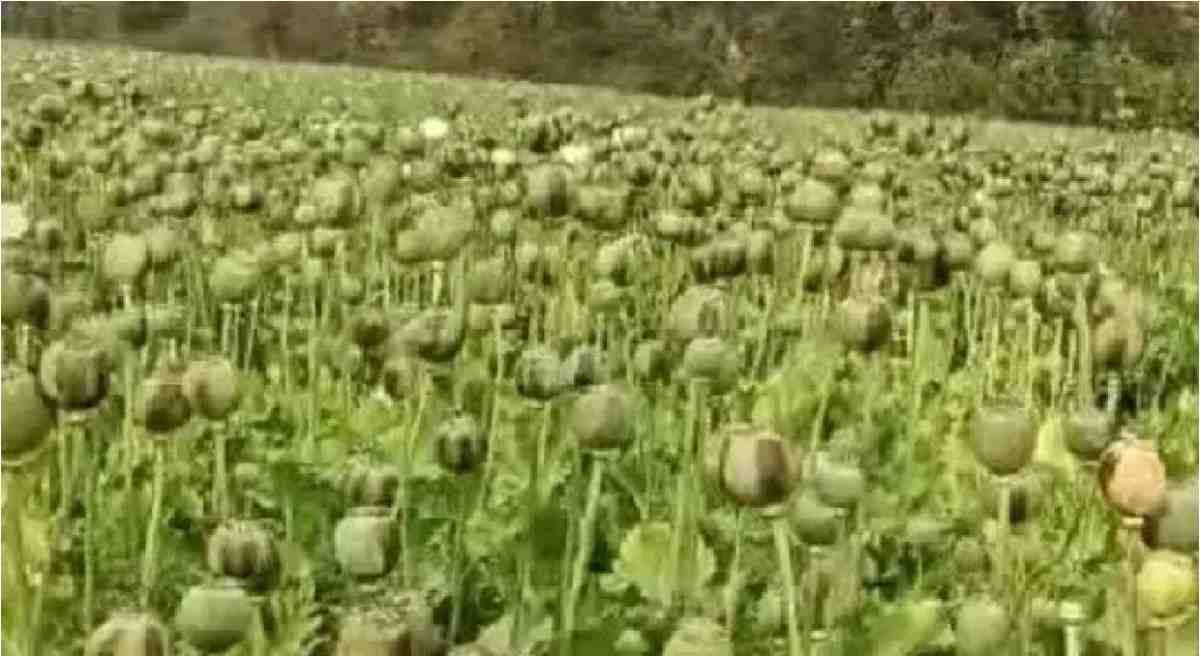 Opium Cultivation News