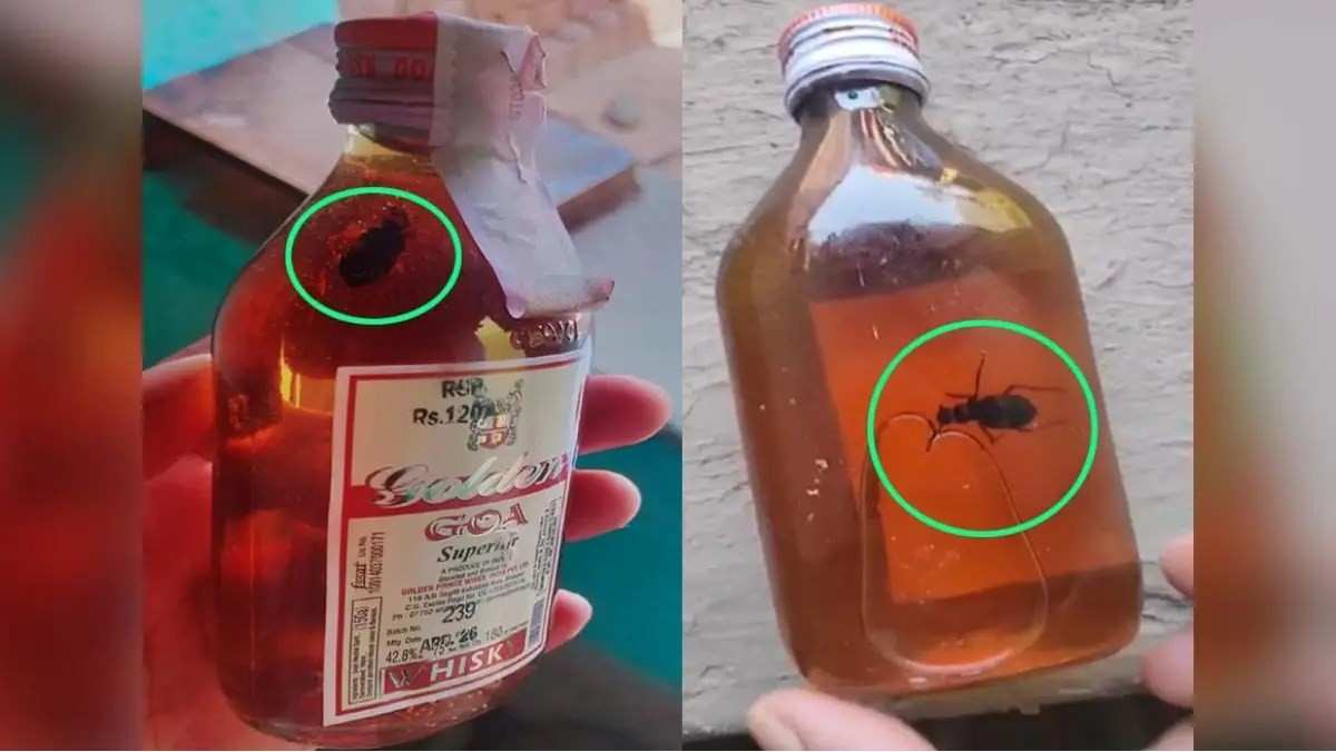 Chhattisgarh Excise Department News