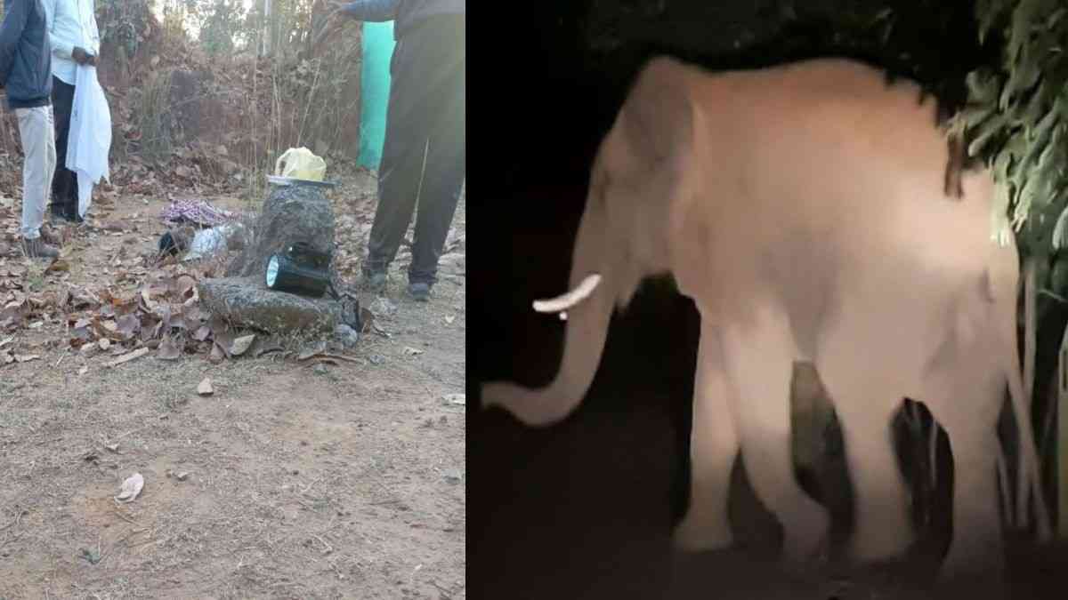 Chhattisgarh Elephant News