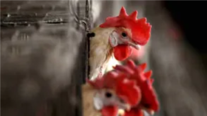 Bilaspur Bird Flu Alert 2026