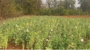 Chhattisgarh Opium Cultivation Case